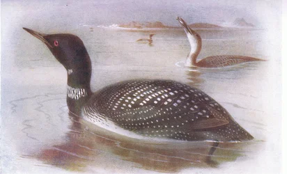 Great Northern Diver